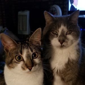 Meet your Posher, Shelley